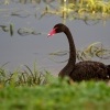Labut cerna - Cygnus atratus - Black Swan o0716